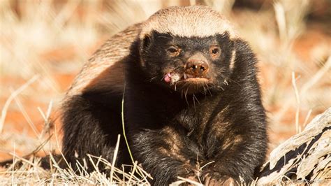 Honey and badger - - [Narrator] Stoffel's more obliging son, Stumpy, and another rescued honey badger, Julius, are taking on the challenge. So far the honey badgers have shown problem solving skills and adaptability.